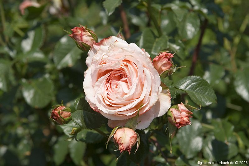 Rose Barock
