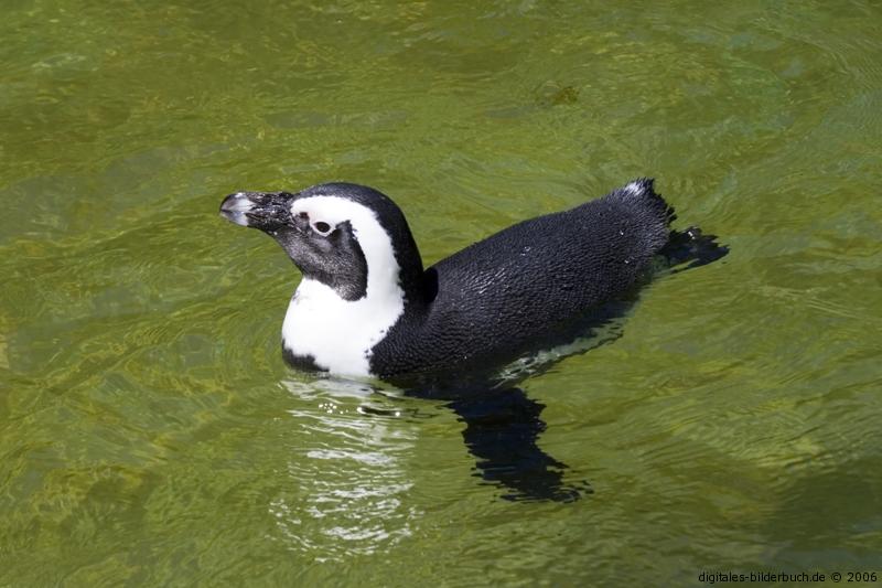 Pinguin