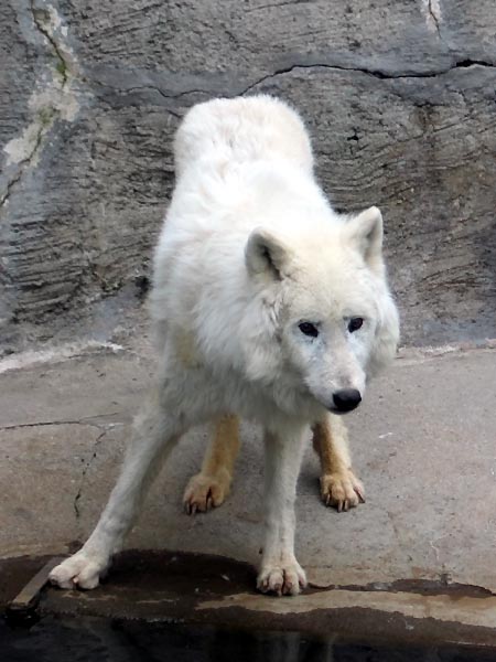 Polarwolf
